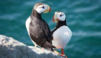 Arcitc holidays with World Expeditions to Wrangel Island - puffins